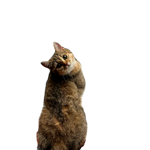 Adorable Grey Kitten With Big Eyes Gazing Curiously Outside A Window. 13419 - Cat PNG image with transparent background